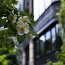 丸の内に咲く花