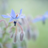 borage