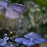 梅雨虹環