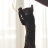 Fighting kitten