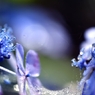 Bridge over hydrangea