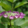 頼成の森　紫陽花