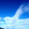 滅多にみれない雲鳥