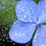 雨中の花宇宙Ⅱ