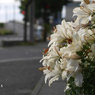 写真句：夕べの光：NTW 130