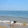 初めての海
