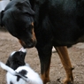 大きな犬と小さな犬