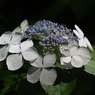 紫陽花と光②