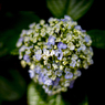 午後の紫陽花