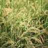 IMG_3787_r