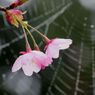 桜とレース編み