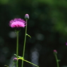 アザミの花が咲きました。