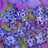 紫のお花畑