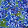 青のお花畑