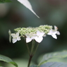 龍頭峡　野生の紫陽花