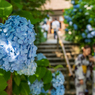 花×華