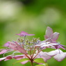 豊島園・紫陽花1