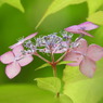 豊島園・紫陽花2