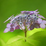 豊島園・紫陽花3
