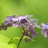 豊島園・紫陽花5