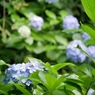 小斎直也の紫陽花（アジサイ）