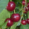 Sauerkirschen