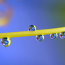 水玉遊戯