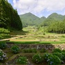 あじさいと棚田