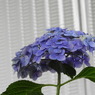 豊島園・紫陽花14