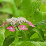 豊島園・紫陽花16