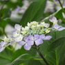 豊島園・紫陽花17