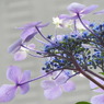 豊島園・紫陽花18