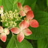 豊島園・紫陽花19
