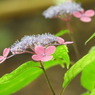 豊島園・紫陽花21