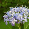 豊島園・紫陽花22