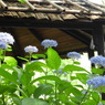 豊島園・紫陽花23