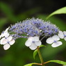 豊島園・紫陽花24