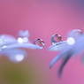 花は咲く