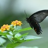 黄色の花に黒い蝶