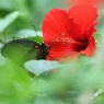赤い花に黒い蝶