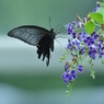 紫の花に黒い蝶