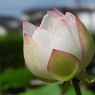 蓮1