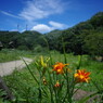初夏　里山