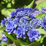 紫陽花ｰ1