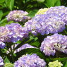 紫陽花ｰ3