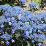 紫陽花ｰ4
