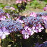 紫陽花ｰ6