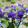 紫陽花ｰ8