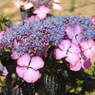 紫陽花ｰ9