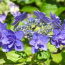 紫陽花ｰ10